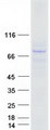 NGLY1 Protein - Purified recombinant protein NGLY1 was analyzed by SDS-PAGE gel and Coomassie Blue Staining
