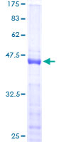 NHLH1 / HEN1 Protein - 12.5% SDS-PAGE of human NHLH1 stained with Coomassie Blue