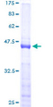 NHLH1 / HEN1 Protein - 12.5% SDS-PAGE of human NHLH1 stained with Coomassie Blue
