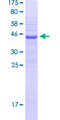 NHLH2 / HEN2 Protein - 12.5% SDS-PAGE Stained with Coomassie Blue.