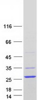 NHLH2 / HEN2 Protein - Purified recombinant protein NHLH2 was analyzed by SDS-PAGE gel and Coomassie Blue Staining