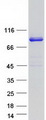 NHLRC2 Protein - Purified recombinant protein NHLRC2 was analyzed by SDS-PAGE gel and Coomassie Blue Staining