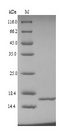 NHP2L1 Protein - (Tris-Glycine gel) Discontinuous SDS-PAGE (reduced) with 5% enrichment gel and 15% separation gel.