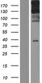 NHSL1 Protein - Western validation with an anti-DDK antibody * L: Control HEK293 lysate R: Over-expression lysate