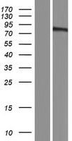 Niban-Like Protein 1 Protein - Western validation with an anti-DDK antibody * L: Control HEK293 lysate R: Over-expression lysate