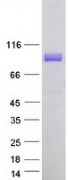Niban-Like Protein 1 Protein - Purified recombinant protein FAM129B was analyzed by SDS-PAGE gel and Coomassie Blue Staining