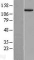 NID1 / Entactin / Nidogen-1 Protein - Western validation with an anti-DDK antibody * L: Control HEK293 lysate R: Over-expression lysate