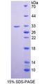 NID1 / Entactin / Nidogen-1 Protein - Recombinant  Nidogen By SDS-PAGE