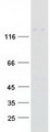 NID1 / Entactin / Nidogen-1 Protein - Purified recombinant protein NID1 was analyzed by SDS-PAGE gel and Coomassie Blue Staining