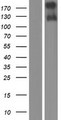 NIN / Ninein Protein - Western validation with an anti-DDK antibody * L: Control HEK293 lysate R: Over-expression lysate