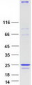 NINJ2 / Ninjurin 2 Protein - Purified recombinant protein NINJ2 was analyzed by SDS-PAGE gel and Coomassie Blue Staining