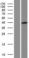 NIPA2 Protein - Western validation with an anti-DDK antibody * L: Control HEK293 lysate R: Over-expression lysate