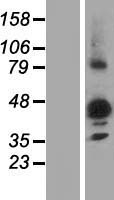 NIPAL3 / NPAL3 Protein - Western validation with an anti-DDK antibody * L: Control HEK293 lysate R: Over-expression lysate