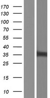 NIPSNAP1 Protein - Western validation with an anti-DDK antibody * L: Control HEK293 lysate R: Over-expression lysate