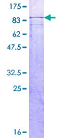 NIRF / UHRF2 Protein - 12.5% SDS-PAGE of human UHRF2 stained with Coomassie Blue