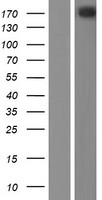 NISCH Protein - Western validation with an anti-DDK antibody * L: Control HEK293 lysate R: Over-expression lysate