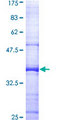 NISCH Protein - 12.5% SDS-PAGE Stained with Coomassie Blue.
