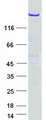 NISCH Protein - Purified recombinant protein NISCH was analyzed by SDS-PAGE gel and Coomassie Blue Staining