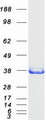 NIT1 Protein - Purified recombinant protein NIT1 was analyzed by SDS-PAGE gel and Coomassie Blue Staining