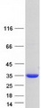 NIT1 Protein - Purified recombinant protein NIT1 was analyzed by SDS-PAGE gel and Coomassie Blue Staining
