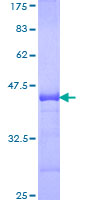 NIX / BNIP3L Protein - 12.5% SDS-PAGE Stained with Coomassie Blue.