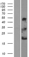 NKAIN1 Protein - Western validation with an anti-DDK antibody * L: Control HEK293 lysate R: Over-expression lysate