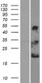 NKAIN1 Protein - Western validation with an anti-DDK antibody * L: Control HEK293 lysate R: Over-expression lysate