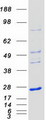 NKIRAS1 Protein - Purified recombinant protein NKIRAS1 was analyzed by SDS-PAGE gel and Coomassie Blue Staining
