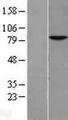 NKRF / NRF Protein - Western validation with an anti-DDK antibody * L: Control HEK293 lysate R: Over-expression lysate