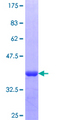 NKRF / NRF Protein - 12.5% SDS-PAGE Stained with Coomassie Blue