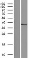 NKX1-2 Protein - Western validation with an anti-DDK antibody * L: Control HEK293 lysate R: Over-expression lysate