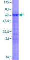 NKX2-3 Protein - 12.5% SDS-PAGE of human NKX2-3 stained with Coomassie Blue