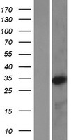 NKX3-2 / BAPX1 Protein - Western validation with an anti-DDK antibody * L: Control HEK293 lysate R: Over-expression lysate