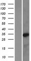 NKX3-2 / BAPX1 Protein - Western validation with an anti-DDK antibody * L: Control HEK293 lysate R: Over-expression lysate