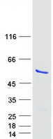 NLE1 Protein - Purified recombinant protein NLE1 was analyzed by SDS-PAGE gel and Coomassie Blue Staining