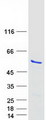 NLE1 Protein - Purified recombinant protein NLE1 was analyzed by SDS-PAGE gel and Coomassie Blue Staining