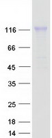 NLGN1 / Neuroligin 1 Protein - Purified recombinant protein NLGN1 was analyzed by SDS-PAGE gel and Coomassie Blue Staining