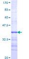 NLGN3 / Neuroligin 3 Protein - 12.5% SDS-PAGE Stained with Coomassie Blue.