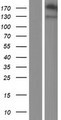 NLGN4Y Protein - Western validation with an anti-DDK antibody * L: Control HEK293 lysate R: Over-expression lysate