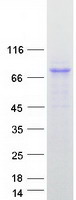 NLN / Neurolysin Protein - Purified recombinant protein NLN was analyzed by SDS-PAGE gel and Coomassie Blue Staining