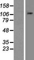 NLRP11 Protein - Western validation with an anti-DDK antibody * L: Control HEK293 lysate R: Over-expression lysate