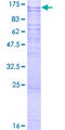 NLRP11 Protein - 12.5% SDS-PAGE of human NLRP11 stained with Coomassie Blue
