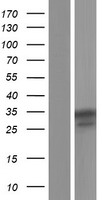 NLRP12 Protein - Western validation with an anti-DDK antibody * L: Control HEK293 lysate R: Over-expression lysate