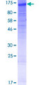 NLRP13 Protein - 12.5% SDS-PAGE of human NLRP13 stained with Coomassie Blue