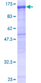 NLRP2 / NALP2 Protein - 12.5% SDS-PAGE of human NLRP2 stained with Coomassie Blue