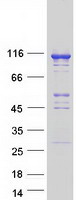 NLRP2 / NALP2 Protein - Purified recombinant protein NLRP2 was analyzed by SDS-PAGE gel and Coomassie Blue Staining