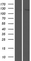 NLRP8 Protein - Western validation with an anti-DDK antibody * L: Control HEK293 lysate R: Over-expression lysate