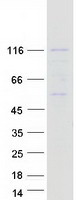NLRP8 Protein - Purified recombinant protein NLRP8 was analyzed by SDS-PAGE gel and Coomassie Blue Staining