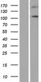 NLRP9 Protein - Western validation with an anti-DDK antibody * L: Control HEK293 lysate R: Over-expression lysate