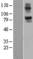 NLRX1 Protein - Western validation with an anti-DDK antibody * L: Control HEK293 lysate R: Over-expression lysate